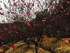 -南国桃园旅游度假区