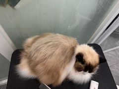 -爱洗澡的猫(望京店)