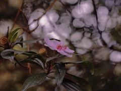 -海南热带雨林国家公园吊罗山景区