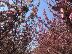 -高东镇樱花园