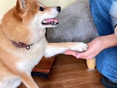 -柴犬高等学院·狗咖·柴犬售卖·宠物训练