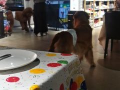 -百好乐宠物友好餐厅(朝外大街店)