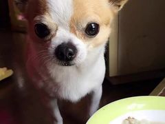 -彩虹桥宠物火化殡葬善终服务(金乐大厦店)