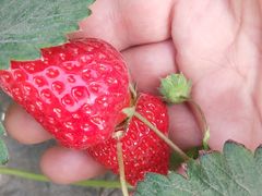 -田趣农庄草莓采摘园