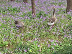 -上海虹桥迎宾馆