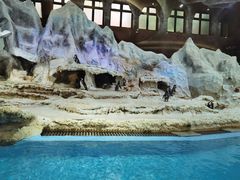 -帝企鹅自助餐厅•儿童岛•真企鹅(长隆企鹅酒店)