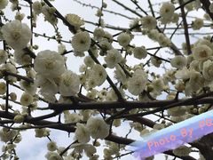 -香雪海