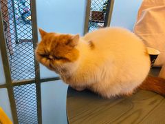 -喵屿·大理花园猫咖