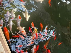 -南宫五洲植物乐园