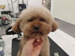 -BABIT巴比特宠物(MOMOPARK店)