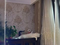 -宠小格时尚宠物生活馆(唐镇店)