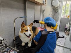 -宠福鑫康馨动物医院·骨科·眼科