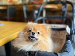 -LA MAISON公鸡和龙(蛇口店)