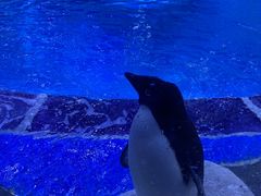 -上海海昌海洋公园