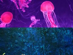 -珠海长隆海洋王国