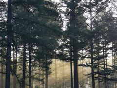 -塞罕坝国家级自然保护区