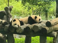 -卧龙中华大熊猫苑神树坪基地
