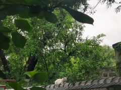 -巴巴新生活·四合院会议·疗愈团建.品牌活动