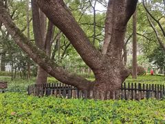 -徐家汇源景区-衡山公园