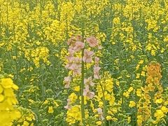 -三圣花乡旅游区