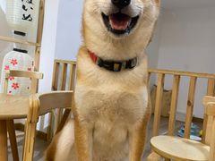 -柴迷FANS CLUB·柴犬狗咖·猫咖
