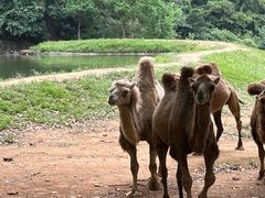 -杭州野生动物世界