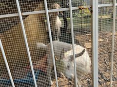 -福建鲤鱼洲酒店