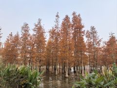 -白鹭湾湿地公园