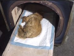 -苏州安宠宠物火化服务有限公司