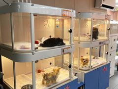 -翊宠yipet猫狗购宠庄园犬舍•猫舍