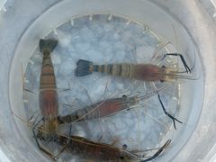 -DGE季风钓虾营地·团建·聚会