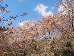 -樱花山风景区