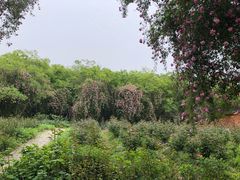 -鹅湖玫瑰文化园