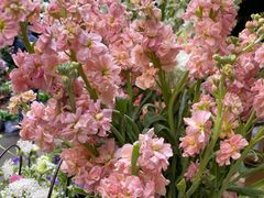 -循礼门鲜花花市(武汉循礼门店)