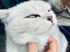 -喵屿·大理花园猫咖