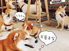 -柴犬高等学院·狗咖·柴犬售卖·宠物训练