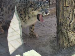 -青藏高原野生动物园