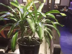 -绿茶餐厅(哈尔滨凯德店)