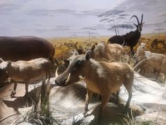 -自然博物馆(地铁站)