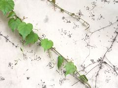 -春风十里咖啡馆