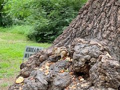 -北陵公园