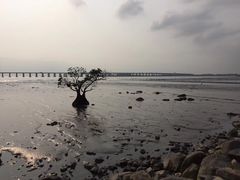 -宝安西湾红树林湿地公园