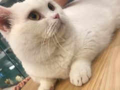 -飞行喵MR PILOT|猫舍·猫咖(静安大融城店)
