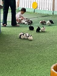 -萌宠亲子动物乐园(槐房万达店)