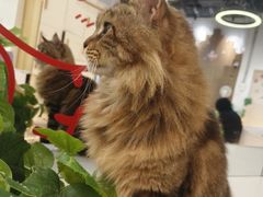 -COLOR PETS 撸猫馆·购猫·猫咖(长风大悦城店)