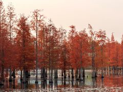 -白鹭湾湿地公园