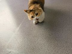 -瑞派宠物医院·犬猫全科·猫友好(宾水西道店)