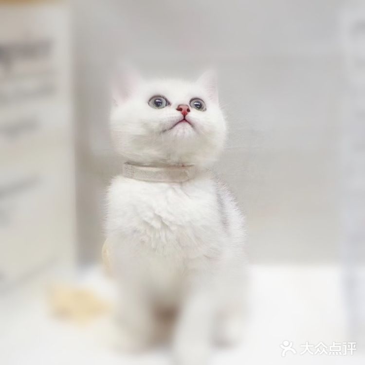 猫是比较爱干净的动物了