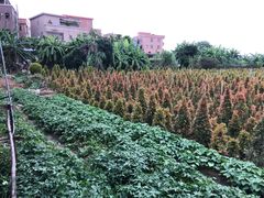 -隔田烧鸡