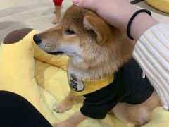 -逗柴咖啡屋·狗咖猫咖宠物桌游